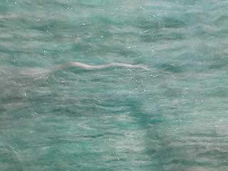 nappe de laine cardée MENTHE TURQUOISE